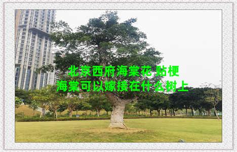 北京西府海棠花 贴梗海棠可以嫁接在什么树上